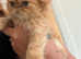 Exotic Persian kittens