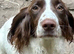 Male sprocker