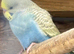 Young Budgies’s for sale