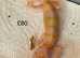 Albino leopard gecko cb26