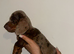 Miniature dachshund puppies