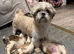 Shih Tzu pups