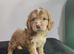 Beautiful cockapoo puppies ready