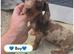 3 Gorgeous mini Dashhunds Puppies