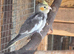 Baby cockatiel