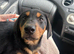 Mastiff X kelpie