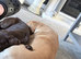 Chocolate Labrador