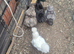 flock of Silkie growers