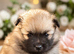 TRUE POMERANIAN PUPS