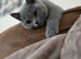 Beautiful British Shorthair kittens