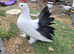 Indian fantails in wembley looking for new home