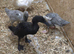 Trio of runner ducks & one aylesbury duck.