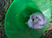 Hamster