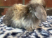 pure bred baby mini lops pedigreed