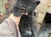 Beautiful kittens
