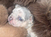 4 frenchie pups for sale