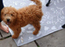 Beautiful cavapoo puppy