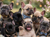 Frenchies Ready now