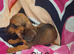 Miniature Dachshund X ShihTzu
