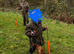 Working KC cocker spaniels