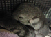 Two Bonded Female Chinchilla