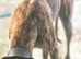 Powerful Brindle Greyhound Stud – Registered