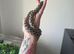 Axanthic Male Western Hognose – CB23 – £120 ONO
