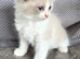 Gorgeous Pure Ragdoll Kittens .... READY TO LEAVE NOW !