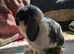 Mini lops