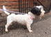 Stunning Cairn x Fox Terrier Puppies