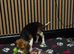 Beagle Pups Northern Ireland