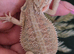 100% Het Zero baby Bearded Dragon