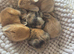 Beautiful lion head rabbits