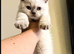 Chunky Pedigree British Shorthair kittens