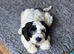 Gorgeous Cocker Spaniel Pups