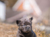 Floodle & fluffy French bulldog puppies