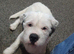 Loving family female dog