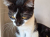 Lovely Female Cat Looking For Loving Home