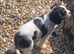 King Charles cavalier puppy
