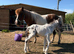 2026 stunning spotty filly