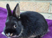 BABY NETHERLAND DWARF BUCKS