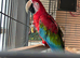 Green winged macaw