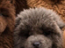 chow chow puppies