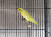 Beautiful female Lutino Parrotlet