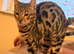 Male Bengal Kitten