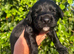 Outstanding cocker spaniel puppies