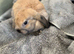 One Gorgeous Mini Lop Baby Ready now!
