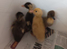 Day old ducklings