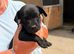 Patterdale puppies