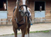 Kresus du Bosquetia Exceptional 10-Year-Old SBS palomino Gelding | 16.2hh | immaculate clean BS record upto 1.35